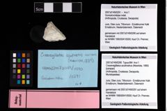 NHMW-GEO-2007z0149-0291_Ol_02.tifGoniodromitidae indet.  (NHMW-GEO-2007z0149-0291)